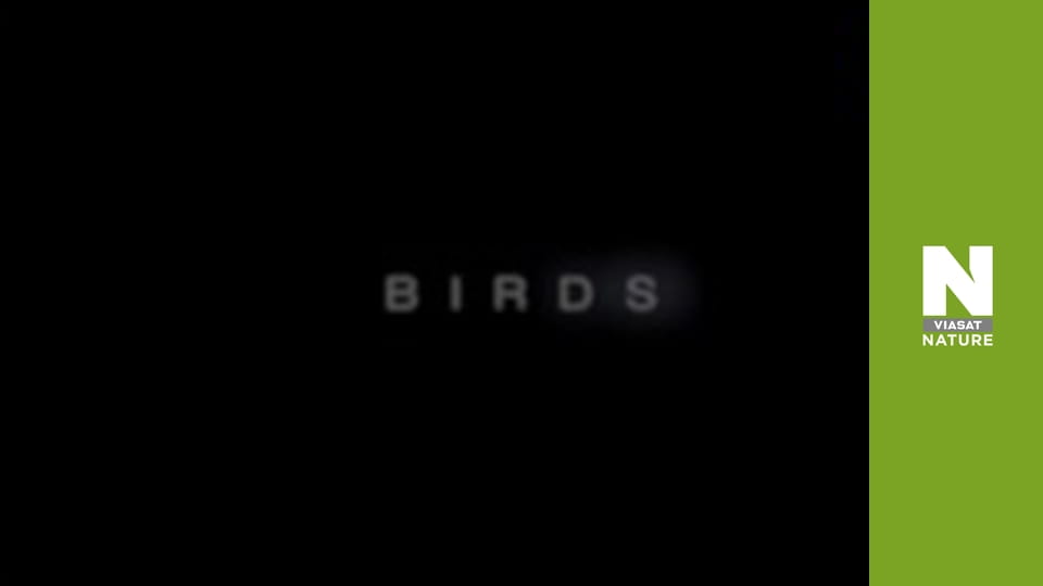 Птахи - Походження та політ
