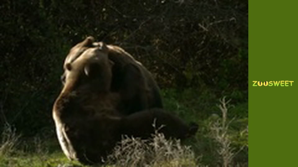 Дикі Карпати, Сезон 1, Випуск 4