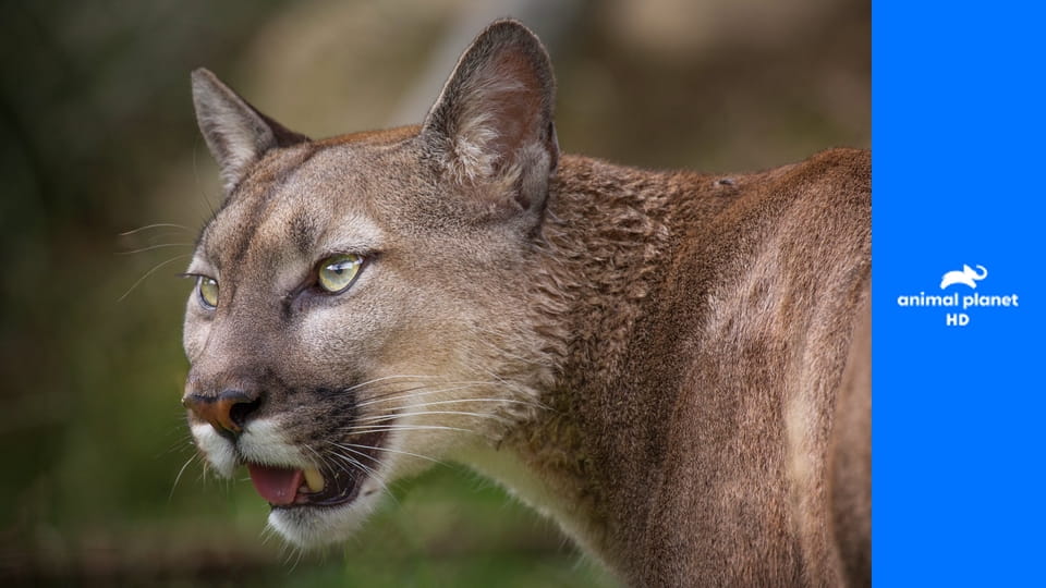 Осторожно, опасные животные S2E12 - Один в глуши