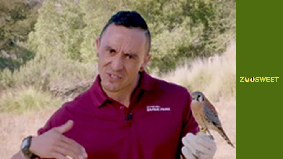 Дикі тварини Сан-Дієго - серія 18