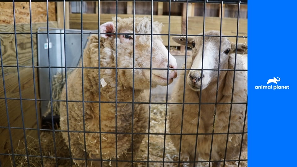 Ковчег Дэна S1E7 - Большое свинство