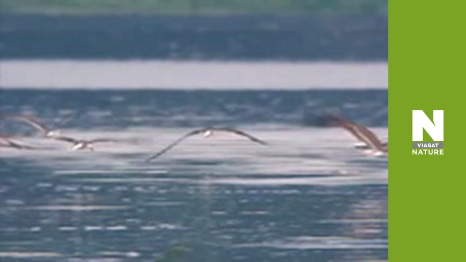 Nile: The Ultimate River - Wild Waters