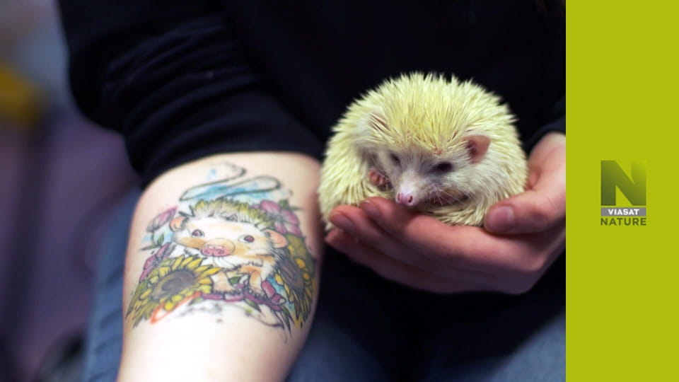 Ветеринар Гайленду S1E5