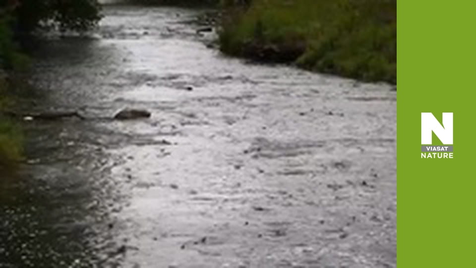 Nature's Mass Attacks - Fight or Flight