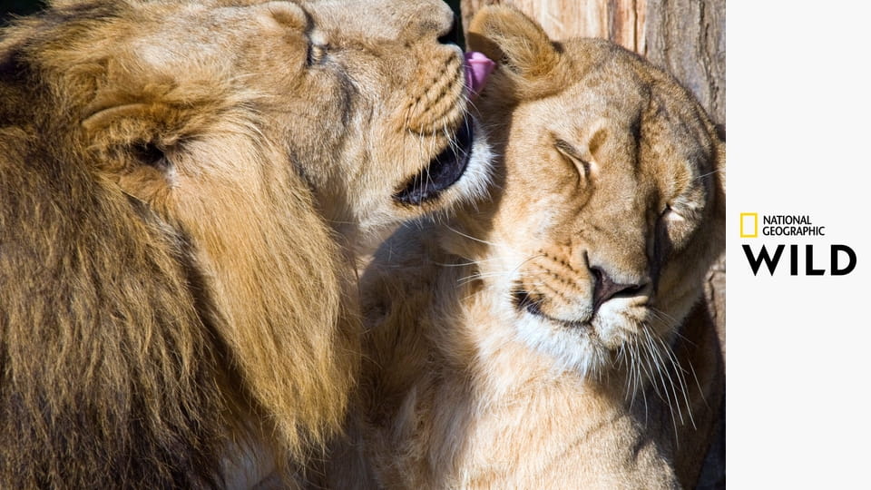 Самые странные животные S1E1 - Море любви