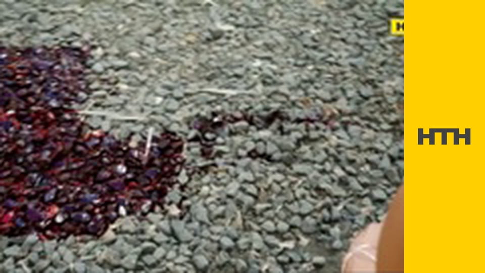 Т/с "Гаваї 5.0", 5 сезон, 17 і 18 с.