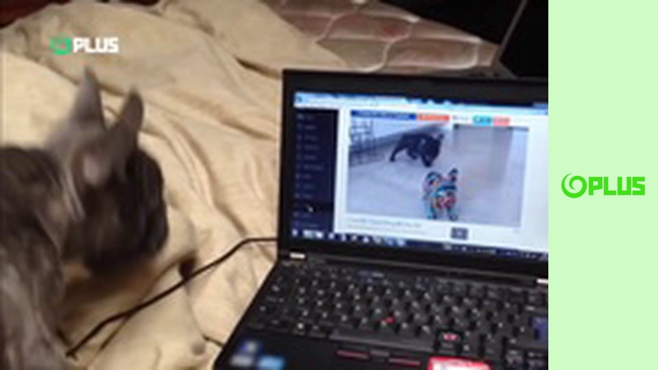 Najlepšie zvieratá na videu