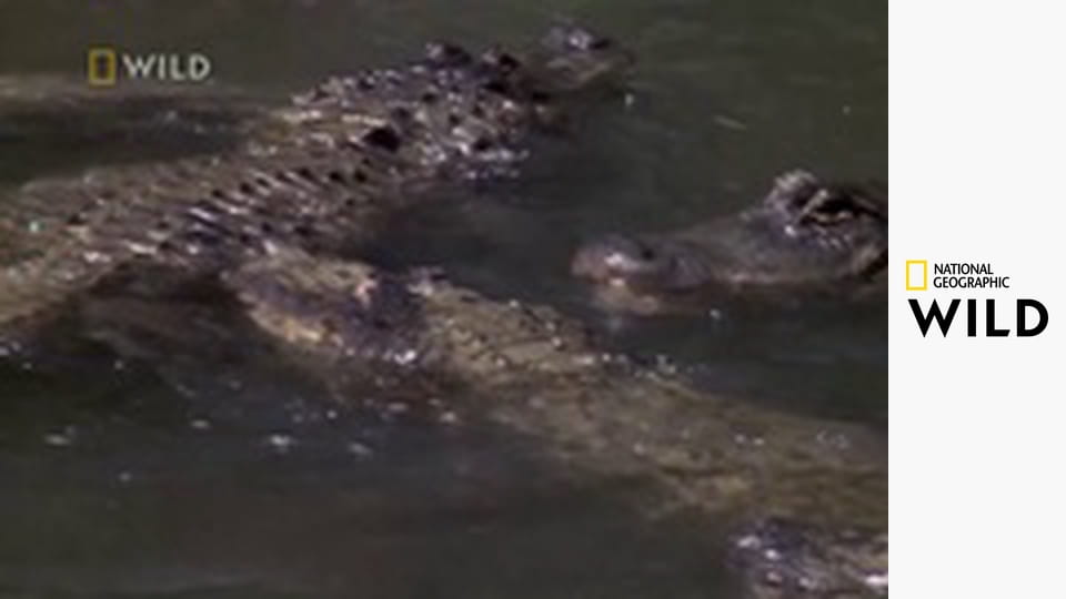 Dzika konfrontacja E9 - Zabójcze spotkanie