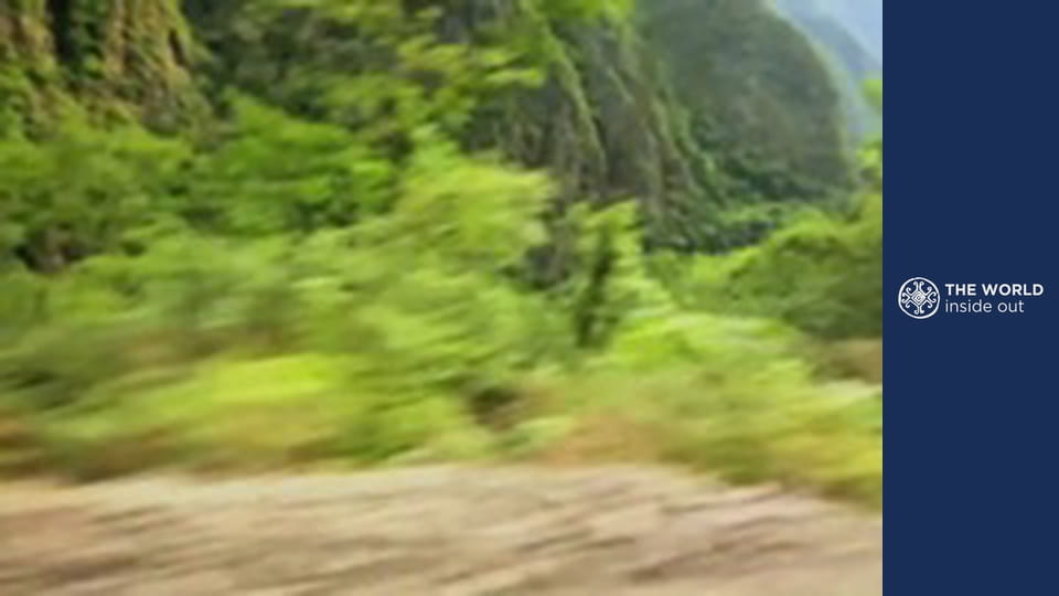 Endless coca plantations and skewered roasted Guinea pig. Bolivia.