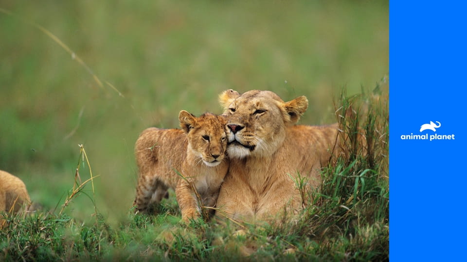 Большие кошки Кении S2E1 - Царство хищников