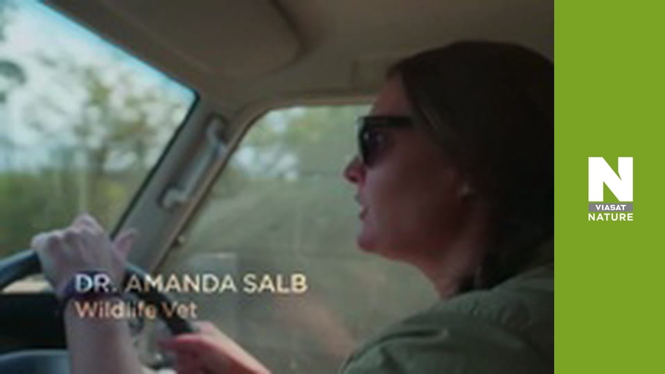 Спасатели животных в Малави - Прогулки с панголином