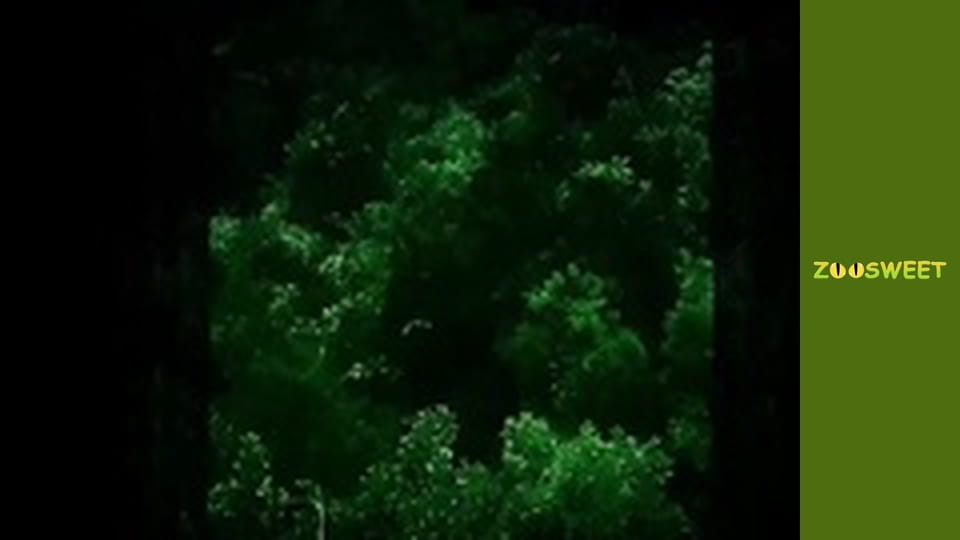 Animal communities, Season 1, Episode 6