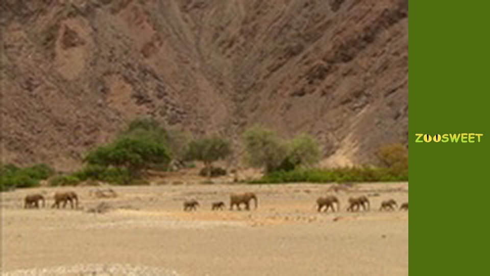 Знакомство с дикой природой, Выпуск 18