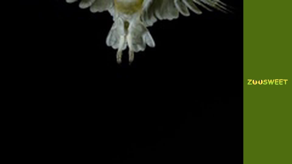 Special forces - episode 1