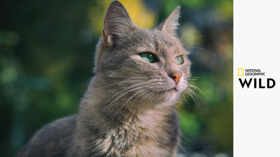 Critter Fixers: Ветеринары страны: Сборники S6E1