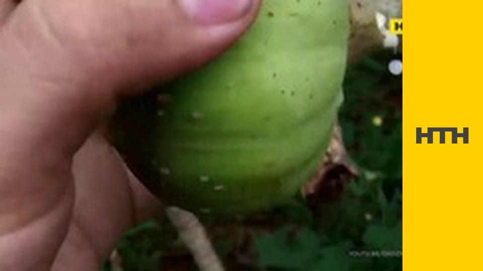 Т/с "ФБР", 5 сезон, 10 і 11 с.