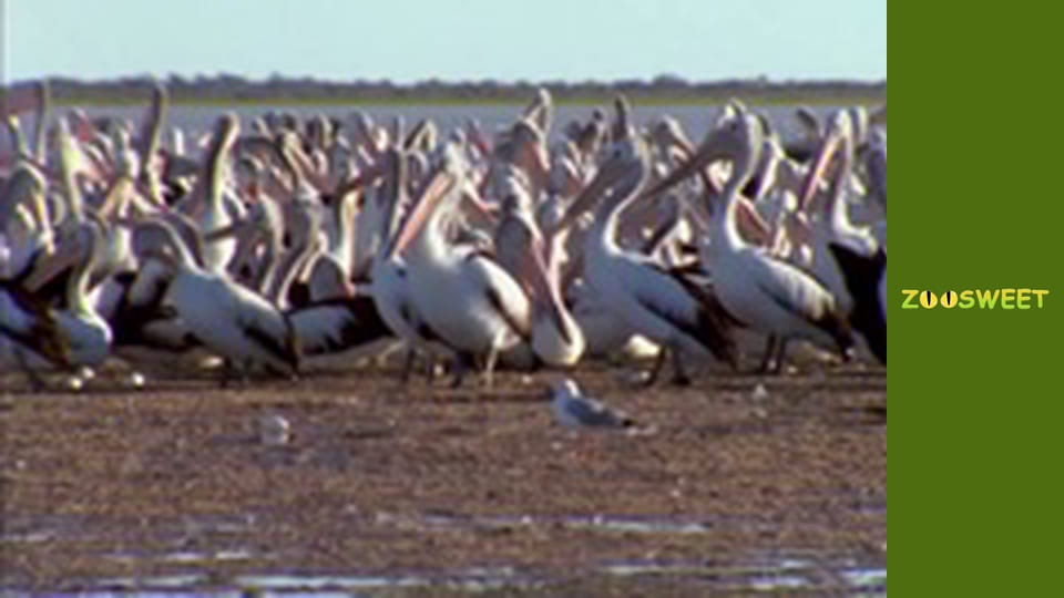 Моі друзі тварини. Малюки - серія 17