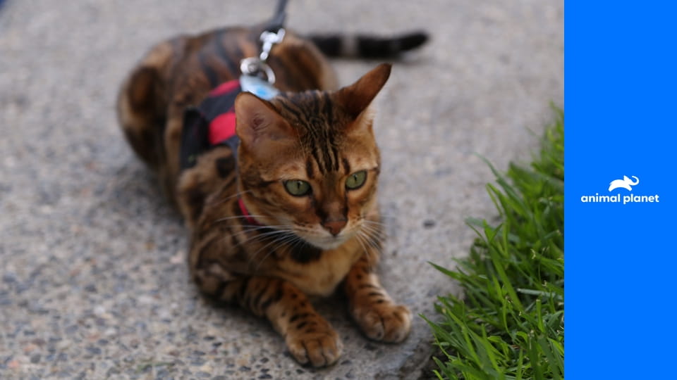 Адская кошка S8E7 - Тревога! Тревога!