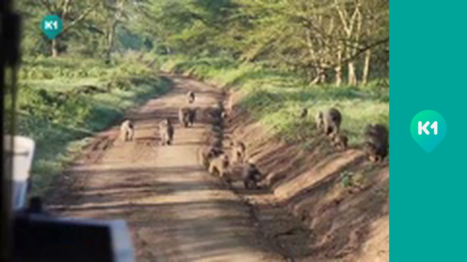 "Світ_огляд з Машею Себовою".
