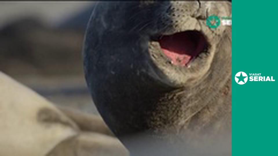 Д/с "Шахрайка", 4 с.