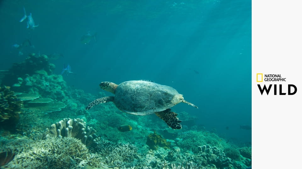 Тайная жизнь хищников S1E2 - У всех на виду