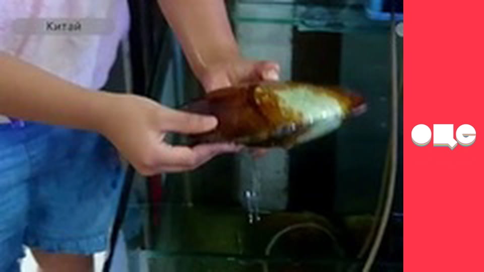 Заробітчани, 2 сезон, 30 еп.