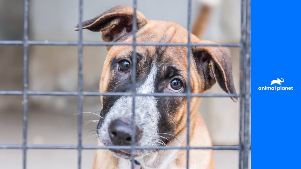 Полиция Хьюстона - отдел по защите животных S17E5 - Дыши!