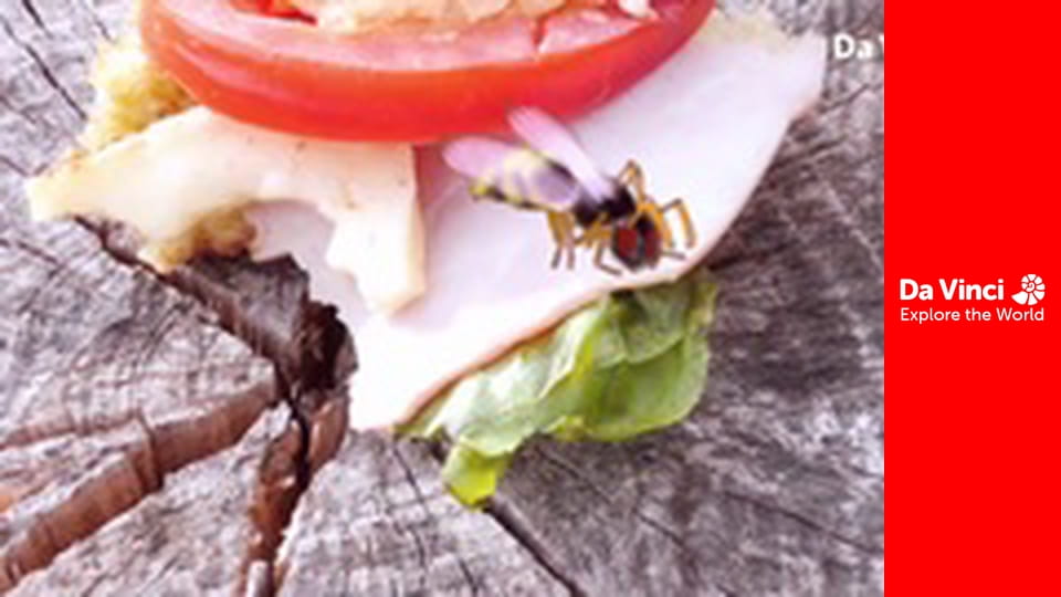 Детеныши - Осы