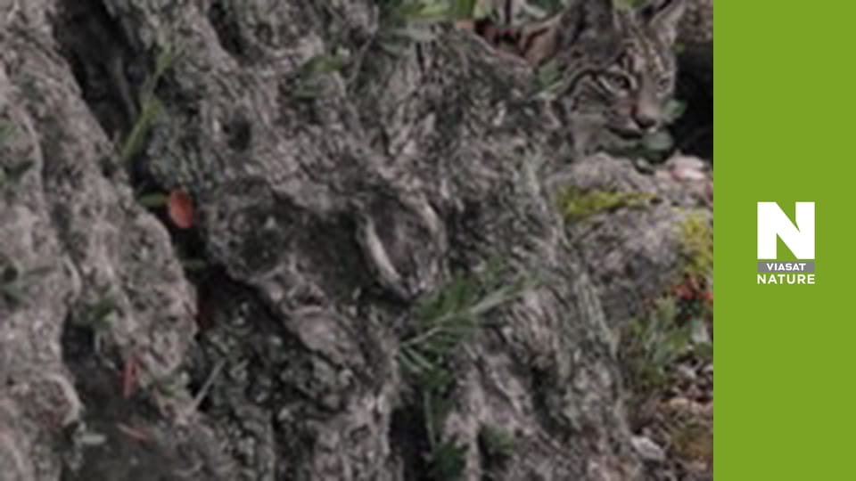 Wild Fighters - The Fight For Family