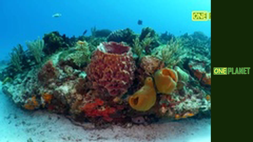 Мир морских глубин, 18 эп.