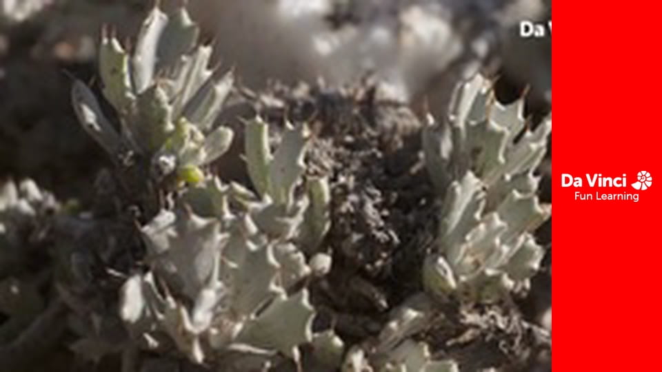 Siyaya - Wildest Cape - Anysberg - Hidden Gem Of The Klein Karoo