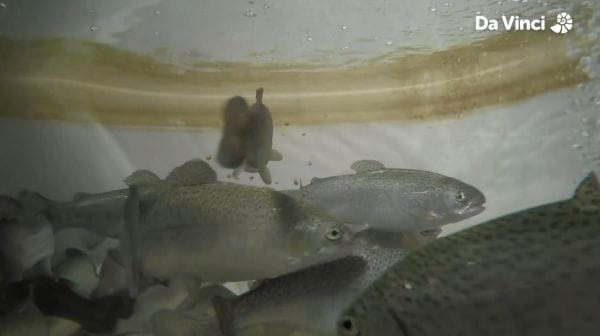 3. Farm Fish Go Vegetarian