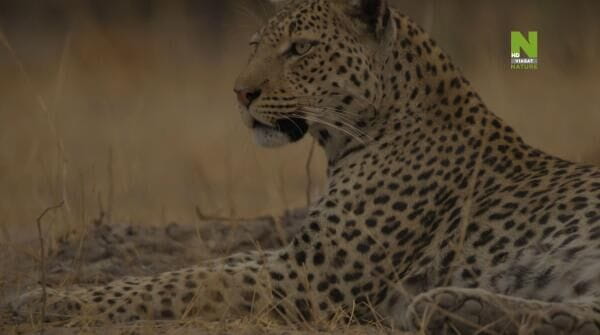 Big Cats, Small World (2024) - season 1