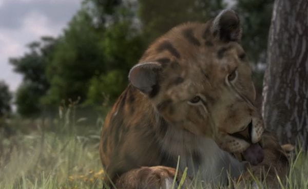 Secrets of the Saber-Toothed Tiger