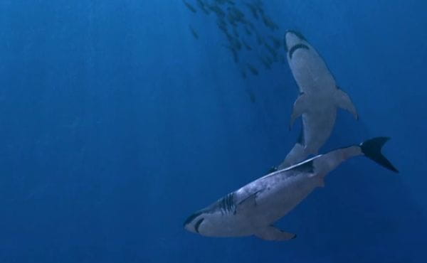 Secrets of the Killer Mega Shark