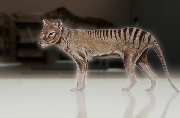 Secrets of the Tasmanian Tiger