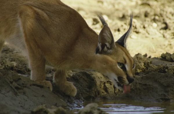 Caracal, burning bush