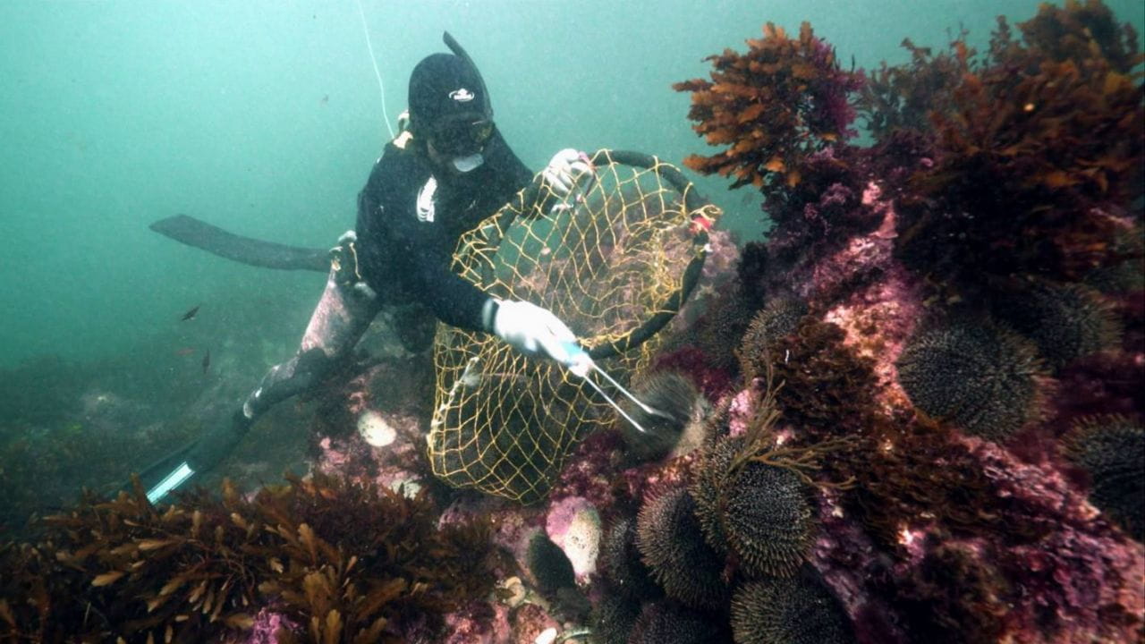 Охотники на морских ежей
