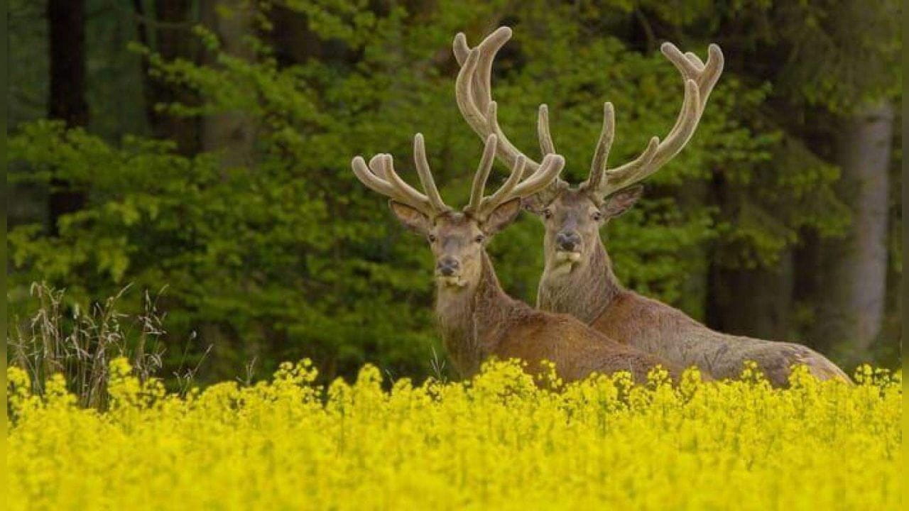 Germany's Wild North