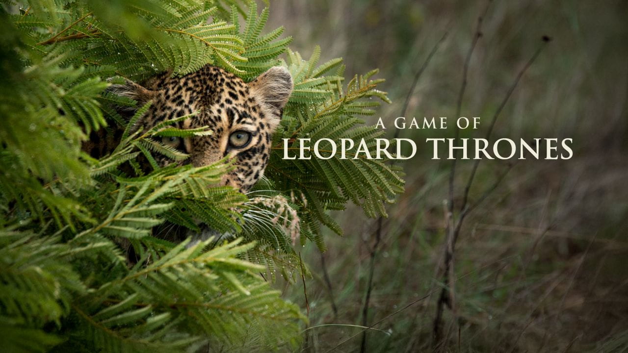 A Game of Leopard Thrones