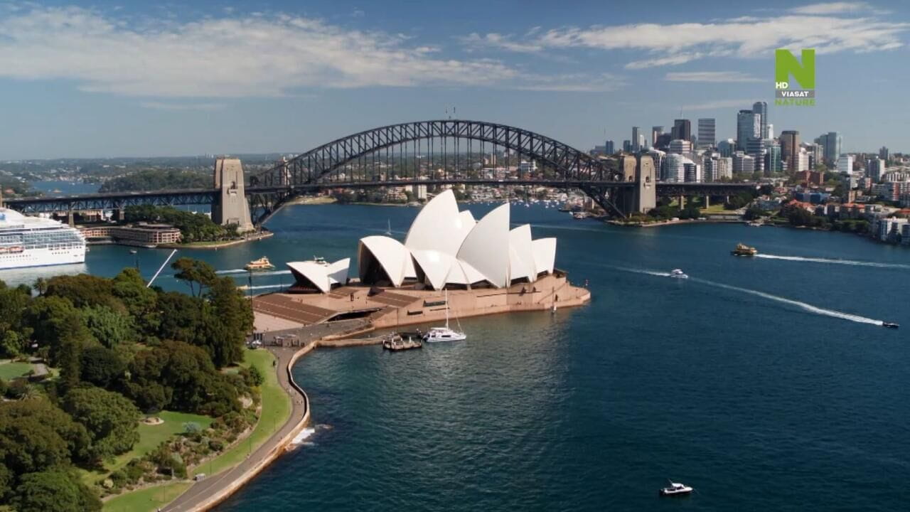Sydney Harbor Shark Invasion