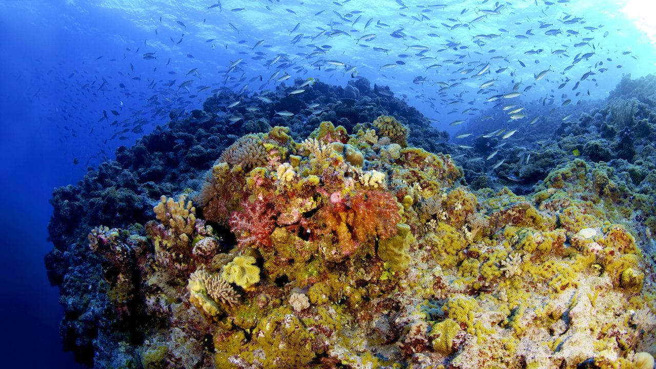 Saving the ocean
