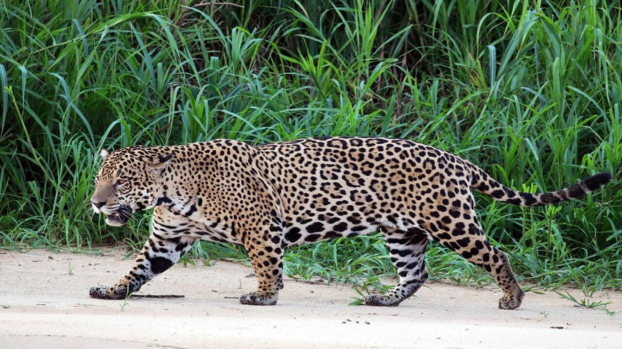 Jaguar Journals
