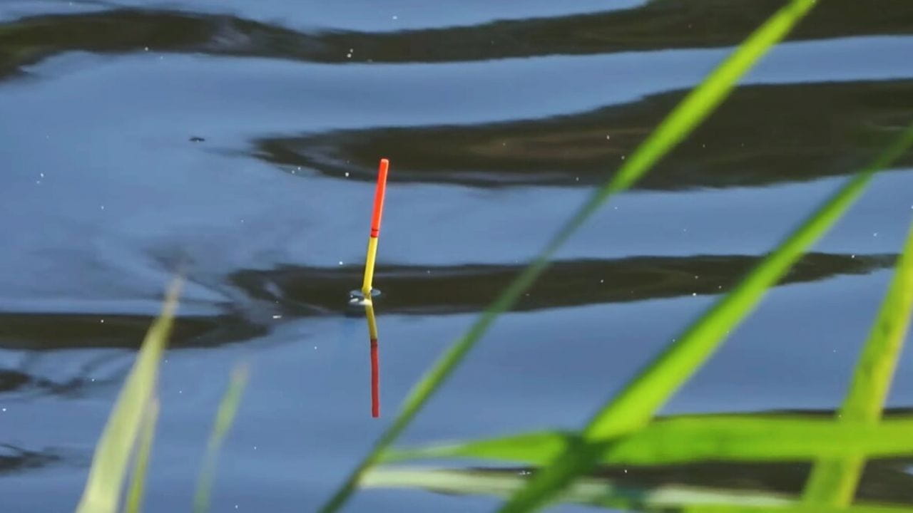 What are they biting at? (2017)