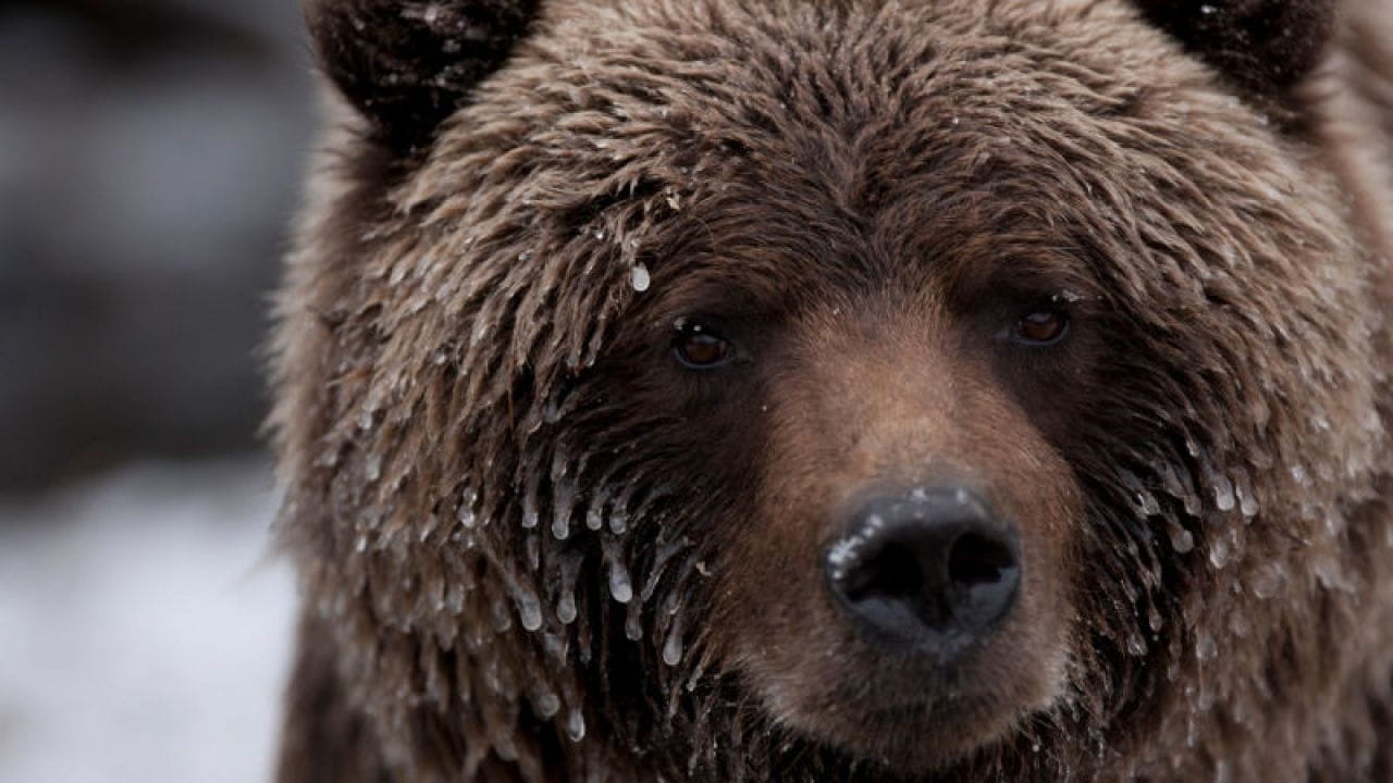 Wild Canada