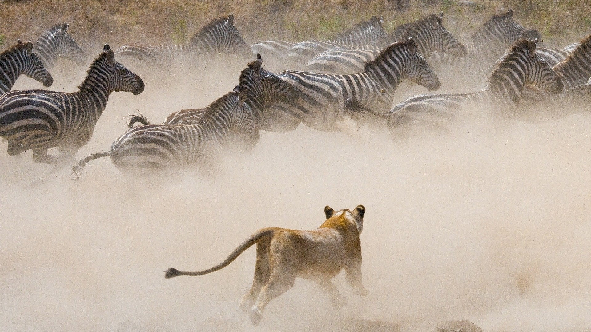Nature's Mass Attacks (2022)