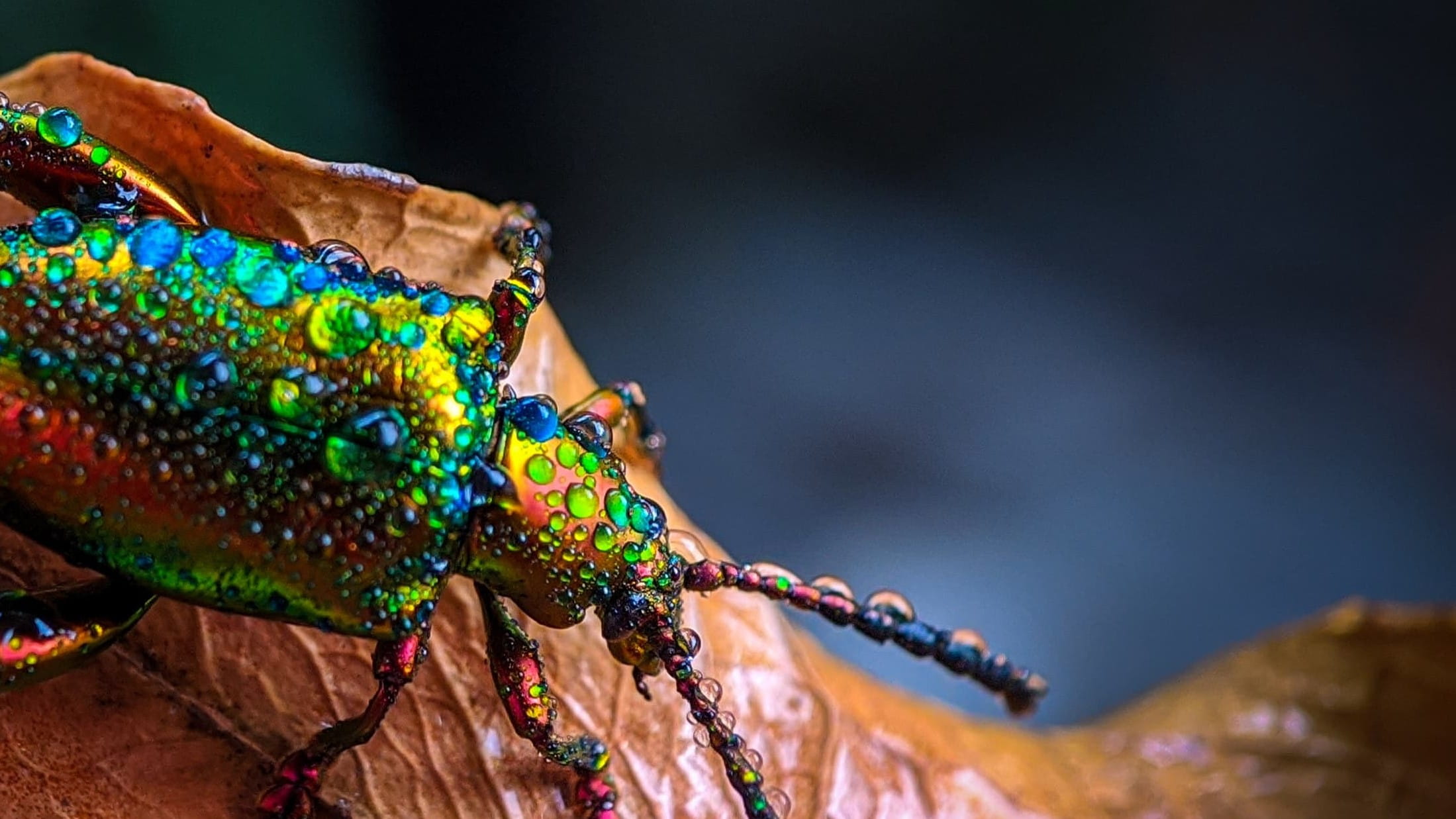 Nature's Ultimate Survivors