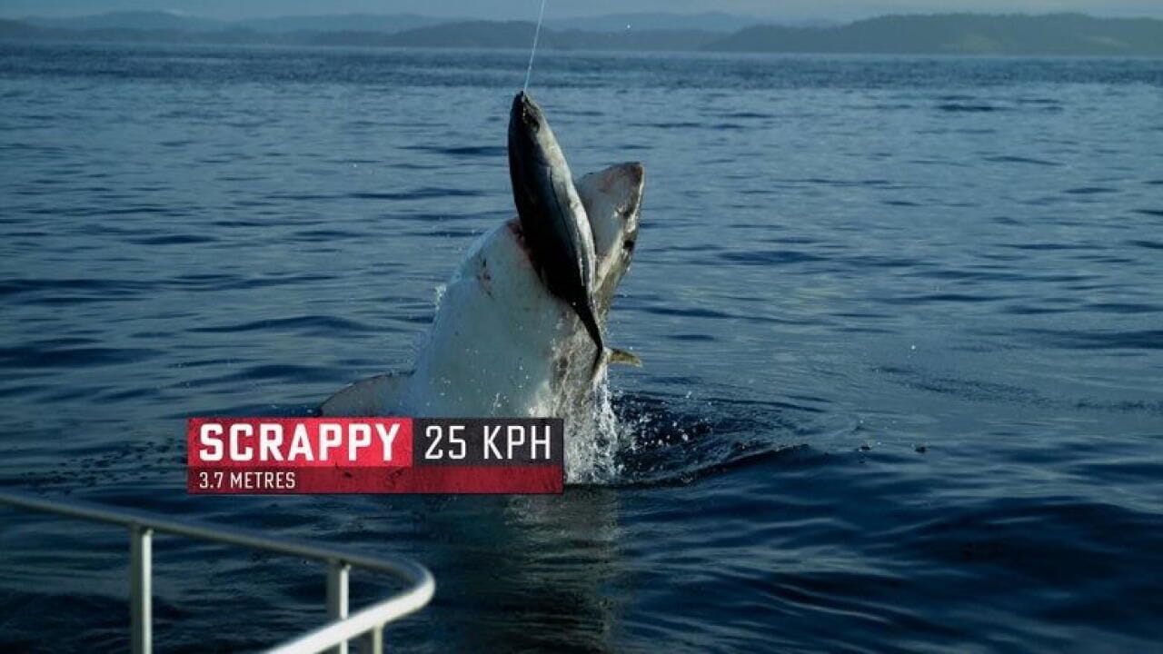 Король акул
