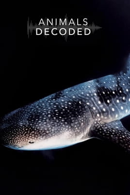 Animals Decoded - SWEET.TV Watch Animals Decoded online