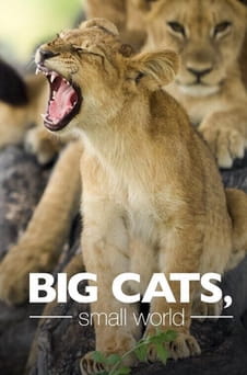 Παρακολούθησε Big Cats Small World online